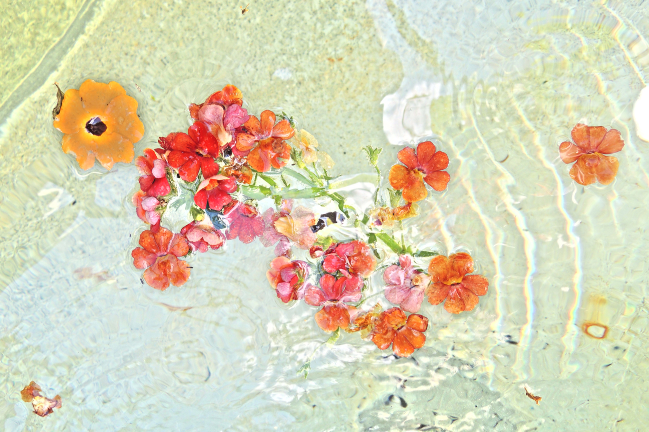 image of colourful flowers floating on water