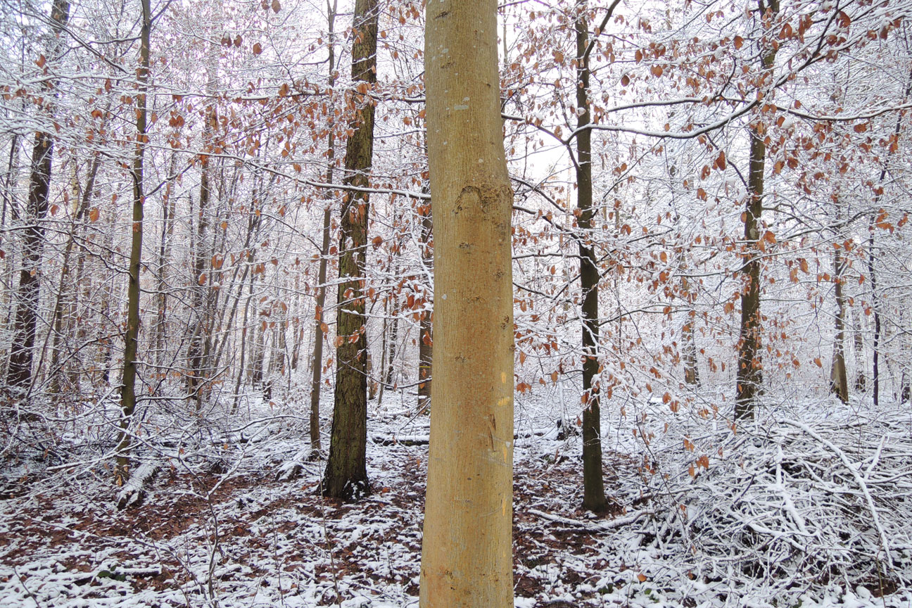 image of snowy forrest with trees with pink leaves