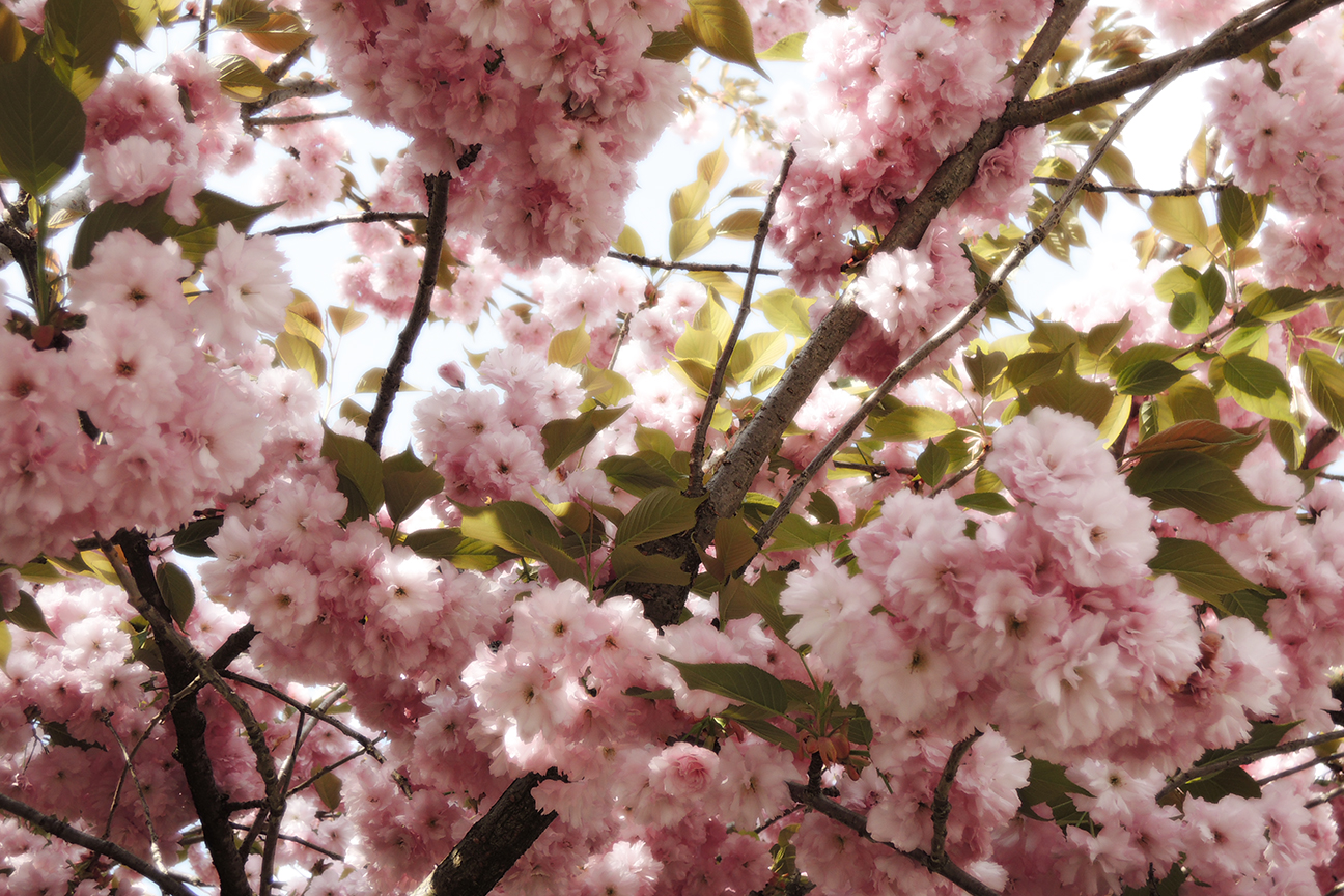 image of spring flowers in bloom