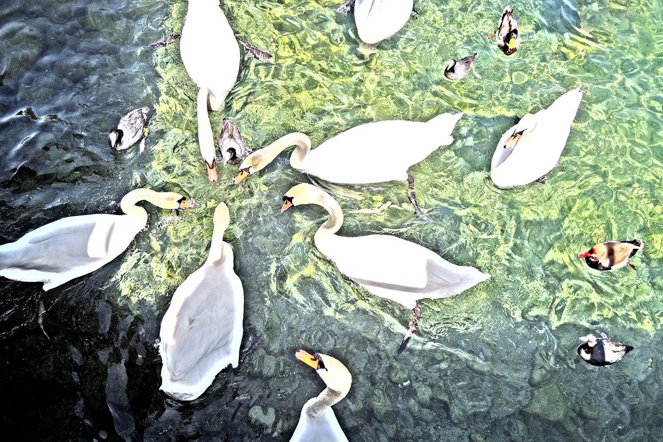 image of swans in a lake